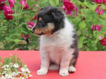 puppies