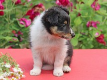 puppies