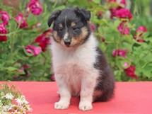puppies