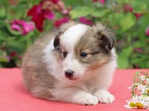 puppies