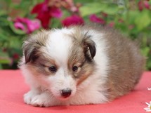 puppies