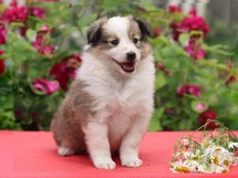 puppies