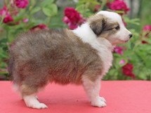 puppies