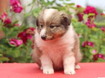 puppies