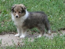 puppies