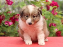 puppies