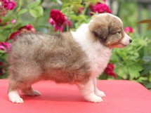 puppies