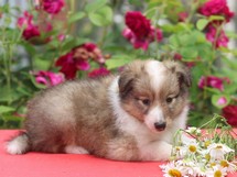 puppies