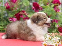 puppies