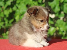 puppies