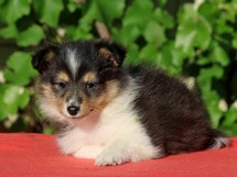 puppies