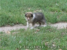 puppies
