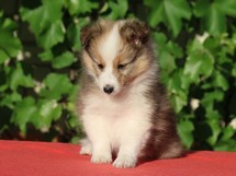 puppies