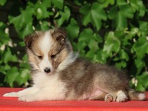 puppies
