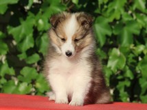 puppies