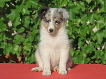 puppies
