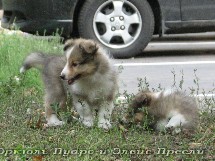 puppies
