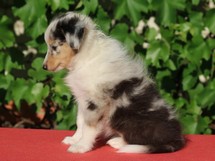 puppies