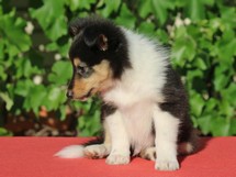 puppies