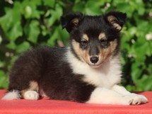 puppies
