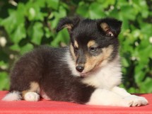 puppies