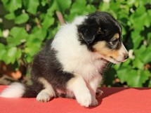 puppies