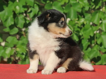 puppies