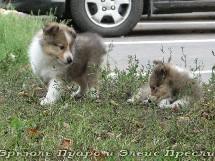 puppies