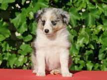 puppies