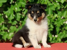 puppies