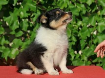 puppies