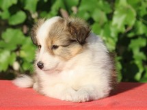 puppies