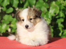 puppies