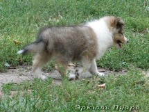puppies