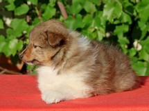puppies