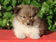 puppies