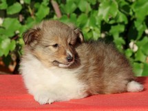 puppies