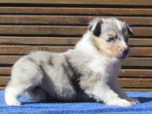 puppies
