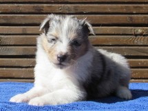 puppies