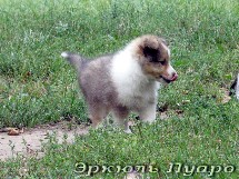 puppies