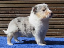 puppies