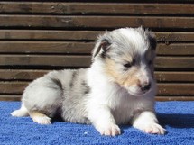 puppies