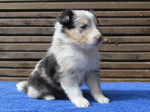 puppies