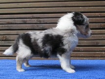 puppies