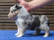 puppies