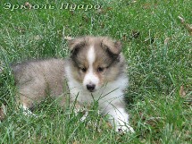 puppies