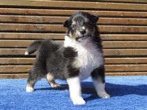 puppies