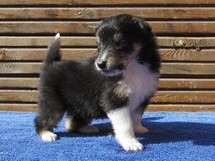 puppies