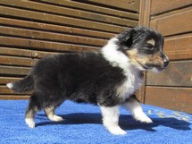 puppies