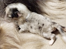 puppies